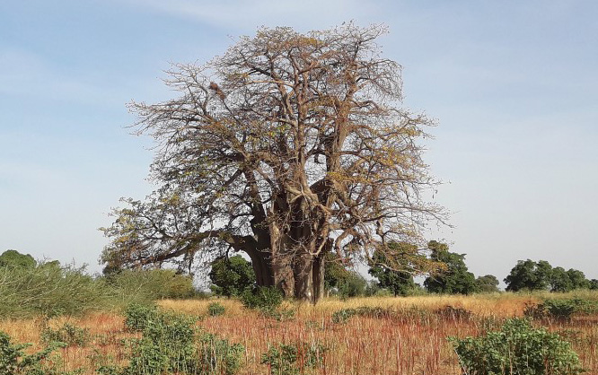 Aménagement de la cité Baobab, Burkina Faso​